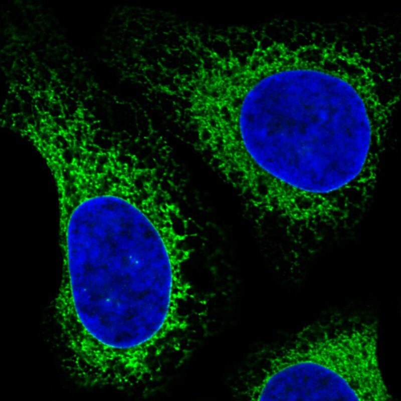 gp96/HSP90B1/GRP94 Antibody (CL2647) Immunocytochemistry/ Immunofluorescence: gp96/HSP90B1/GRP94 Antibody (CL2647) [NBP3-52460]