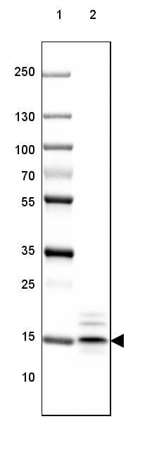 MBP Antibody (CL2829) Western Blot: MBP Antibody (CL2829) [NBP3-52461]