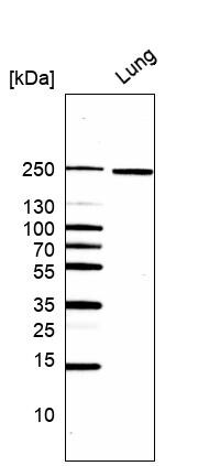 Laminin gamma 1 Antibody (CL3196) Western Blot: Laminin gamma 1 Antibody (CL3196) [NBP3-52468]