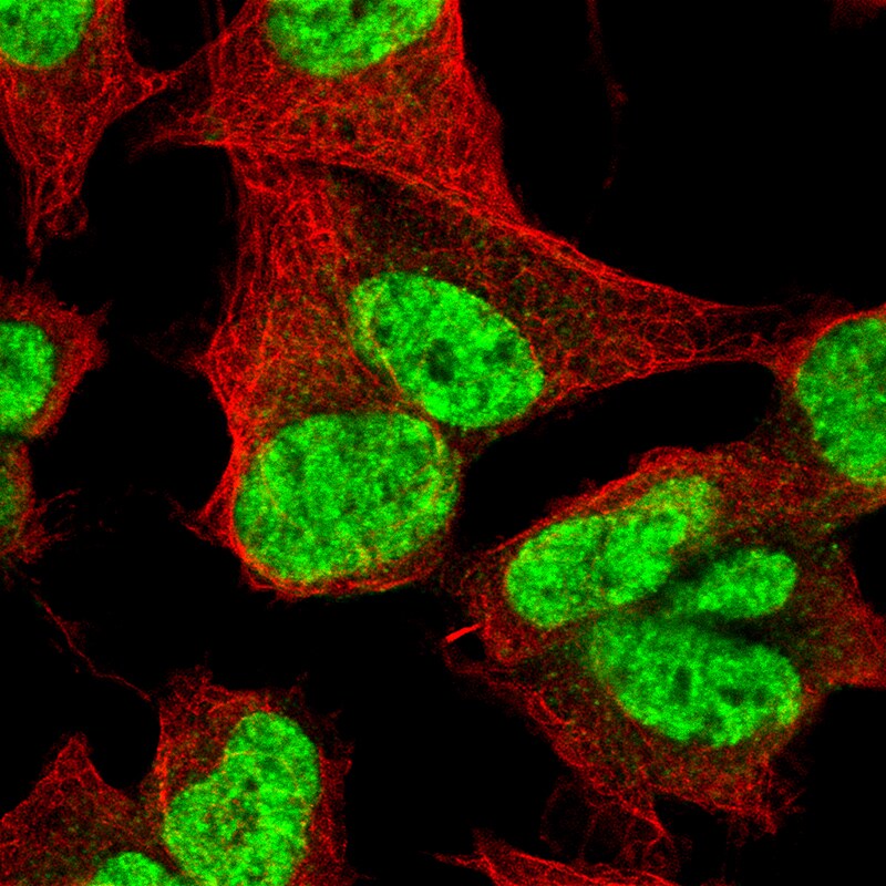 CDP/CUTL1 Antibody (CL5278) Immunocytochemistry/ Immunofluorescence: CDP/CUTL1 Antibody (CL5278) [NBP3-52477]