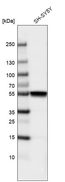 beta-III Tubulin Antibody (CL5813) Western Blot: beta-III Tubulin Antibody (CL5813) [NBP3-52481]