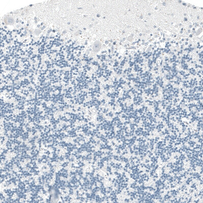 Immunohistochemistry-Paraffin: OTP Antibody (CL11222) [NBP3-52486]