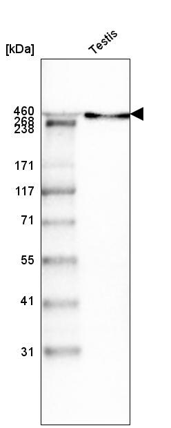 Laminin alpha 1 Antibody (CL3087) Western Blot: Laminin alpha 1 Antibody (CL3087) [NBP3-52488]