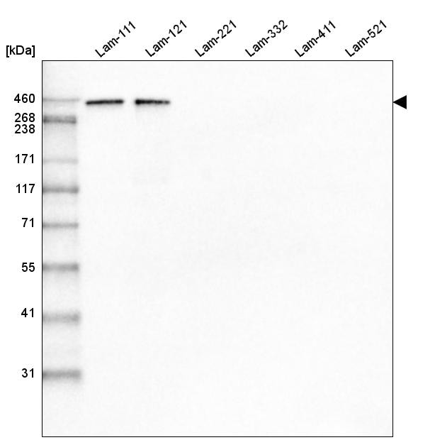 Laminin alpha 1 Antibody (CL3087) Western Blot: Laminin alpha 1 Antibody (CL3087) [NBP3-52488]