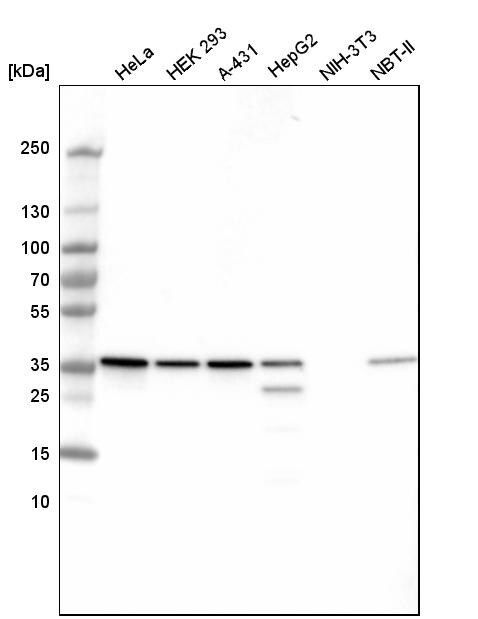 GAPDH Antibody (CL3265) Western Blot: GAPDH Antibody (CL3265) [NBP3-52489]