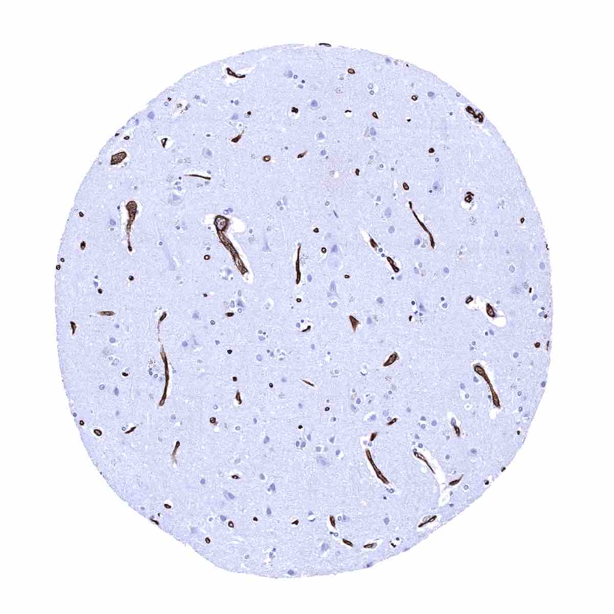 Glut1 Antibody (MSVA-401R)