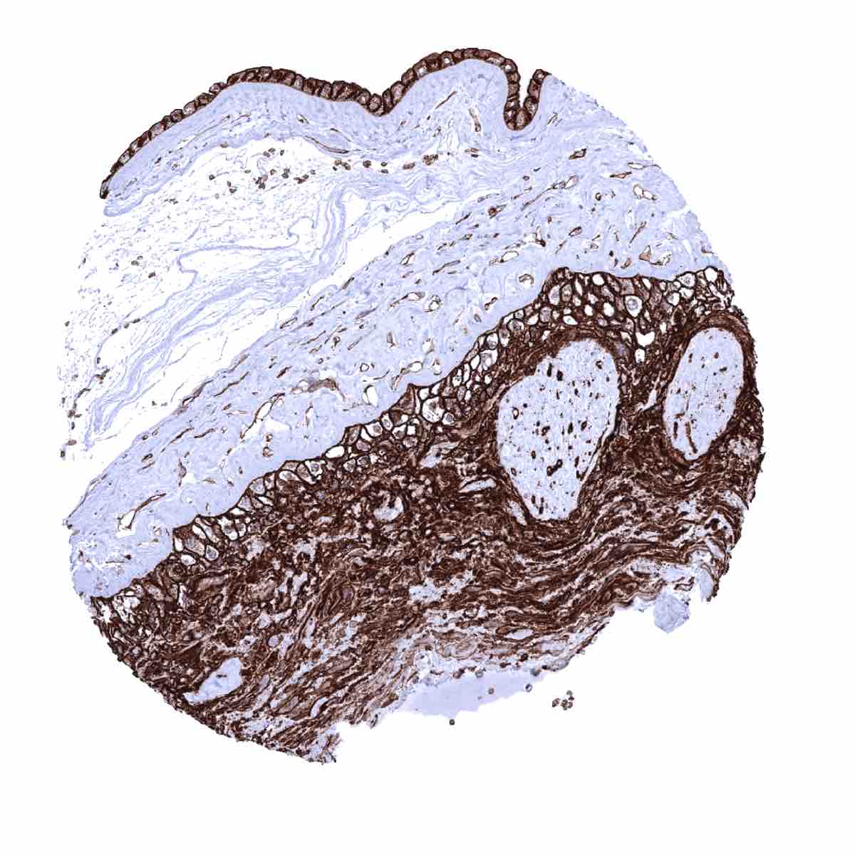 Glut1 Antibody (MSVA-401R)