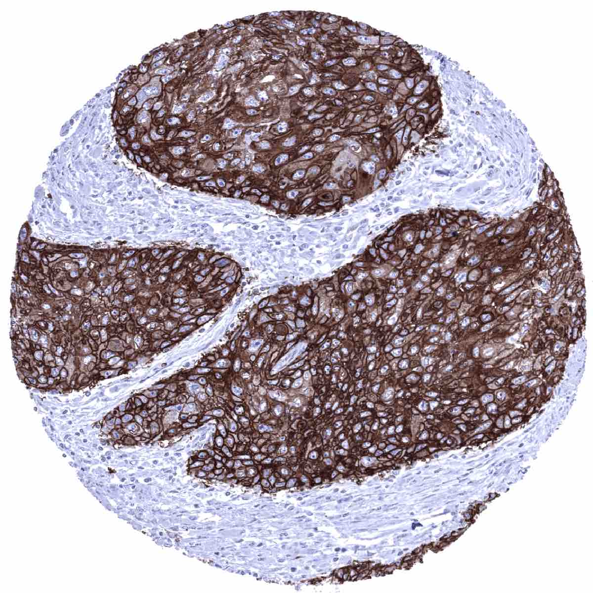 Glut1 Antibody (MSVA-401R)