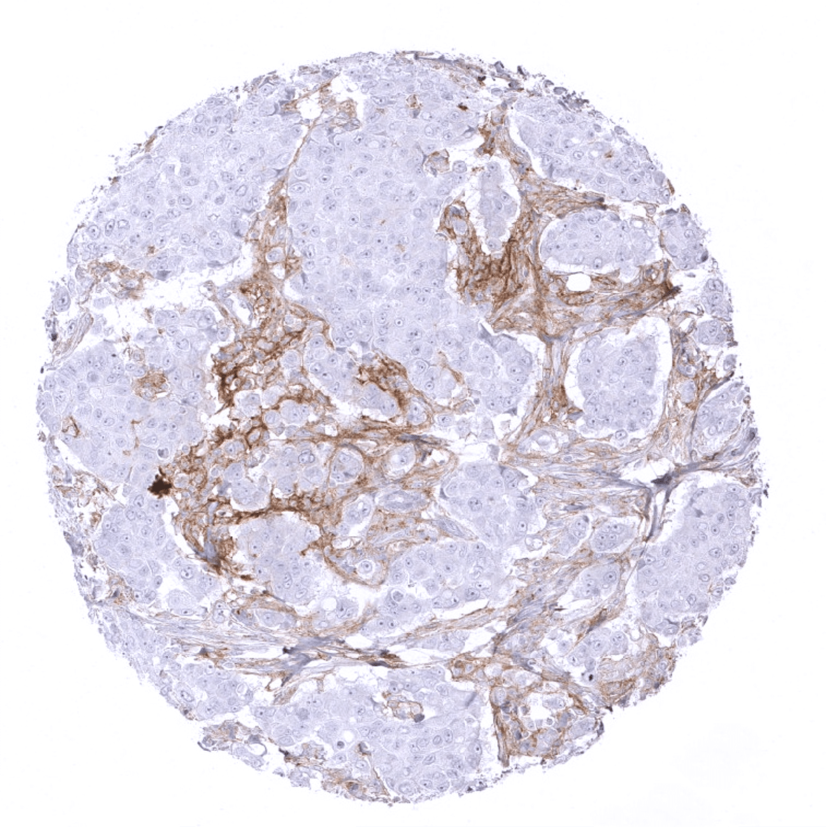 PD-L1 Antibody (MSVA-711R)