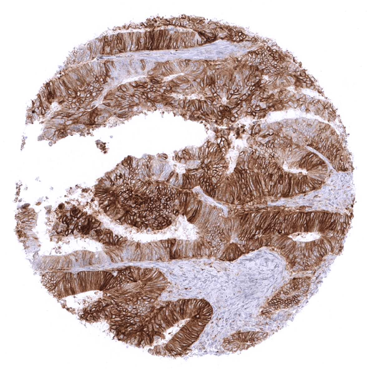 PD-L1 Antibody (MSVA-711R)
