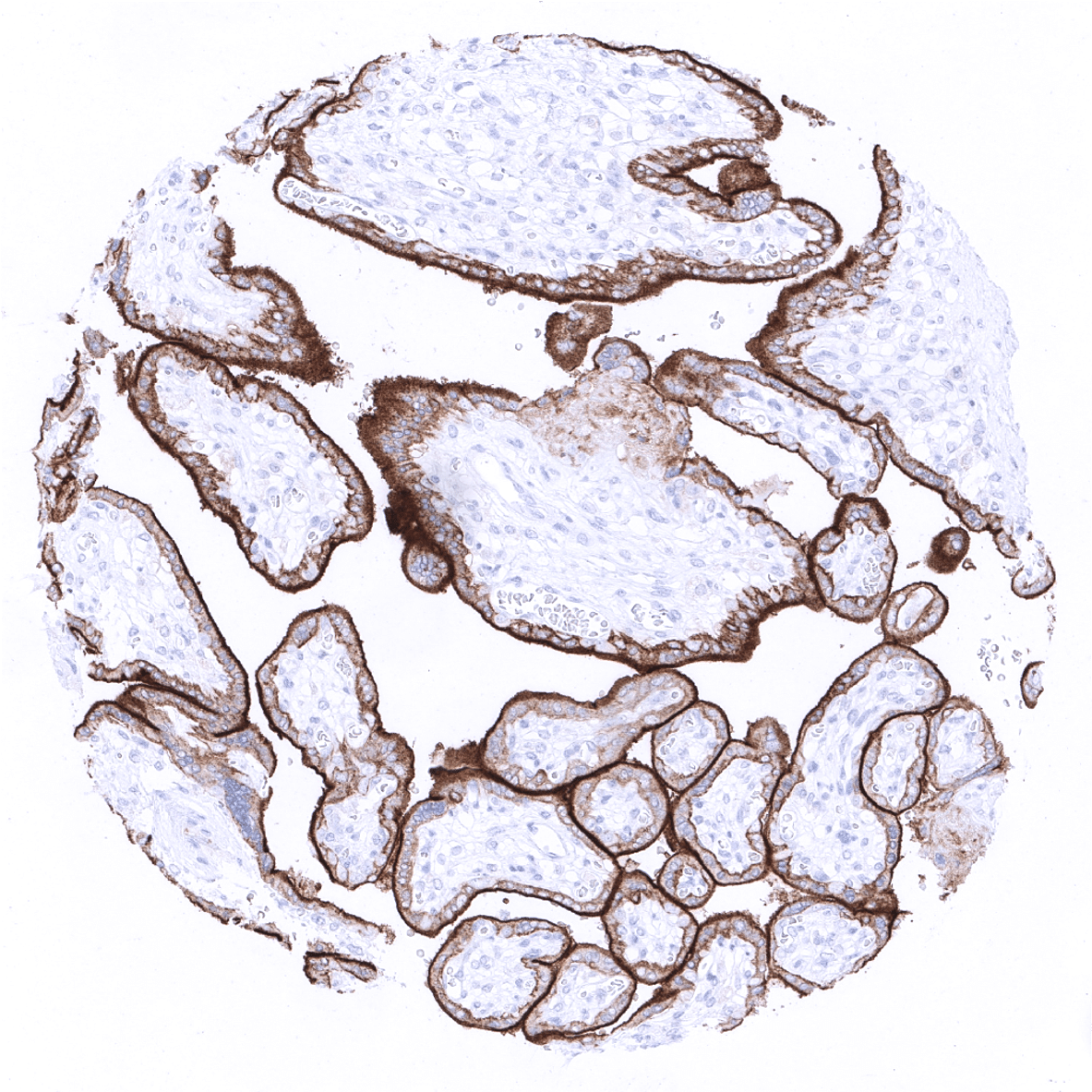 PD-L1 Antibody (MSVA-711R)