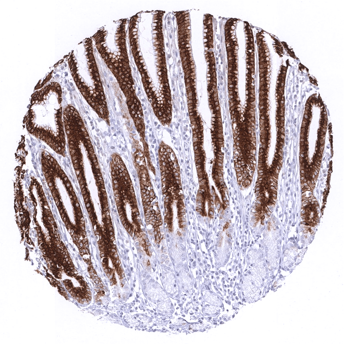 MUC5AC Antibody (MSVA-109M)