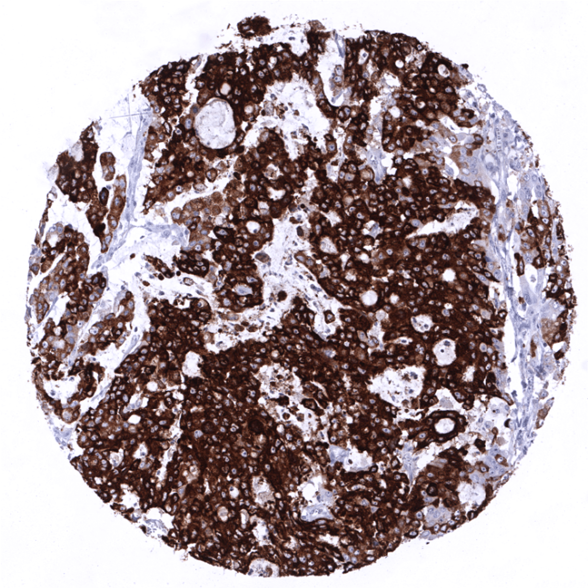 MUC5AC Antibody (MSVA-109M)