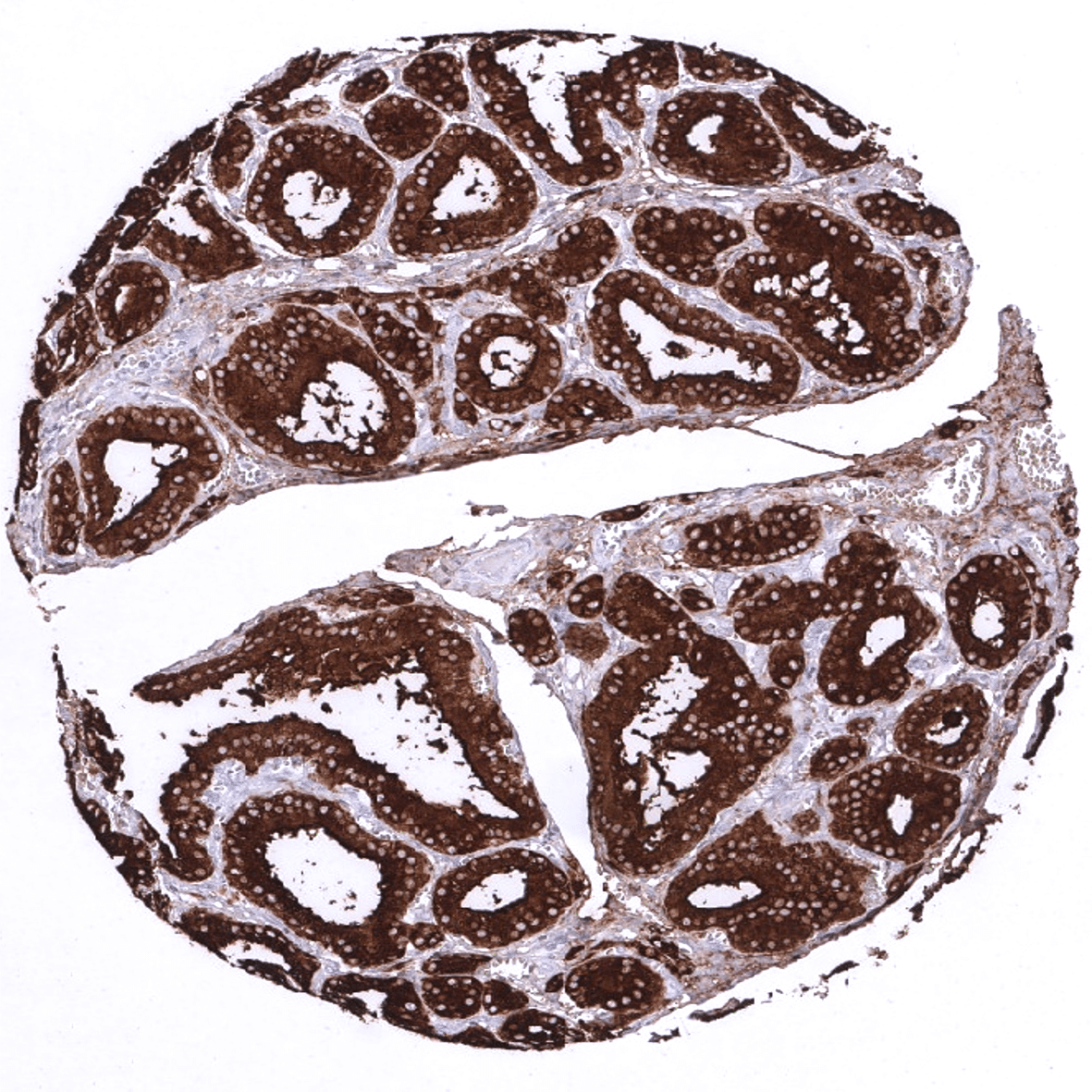 Thyroglobulin Antibody (MSVA-189R)