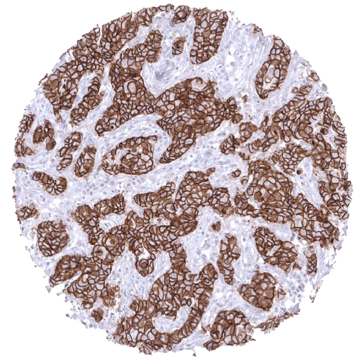 E-Cadherin Antibody (MSVA-035R)