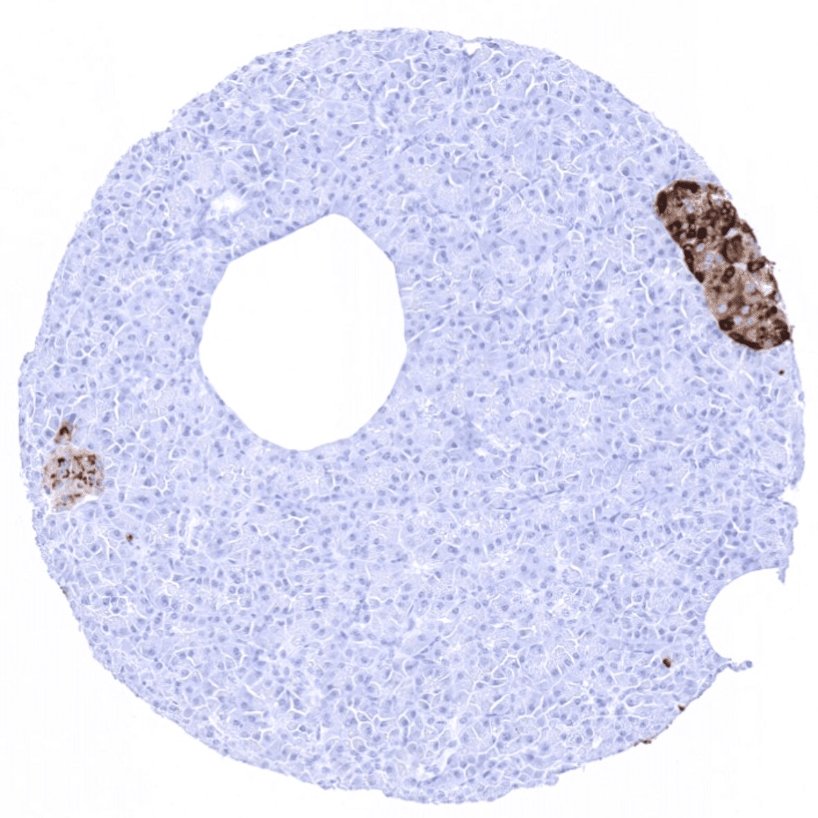 Chromogranin A Antibody (MSVA-380R)