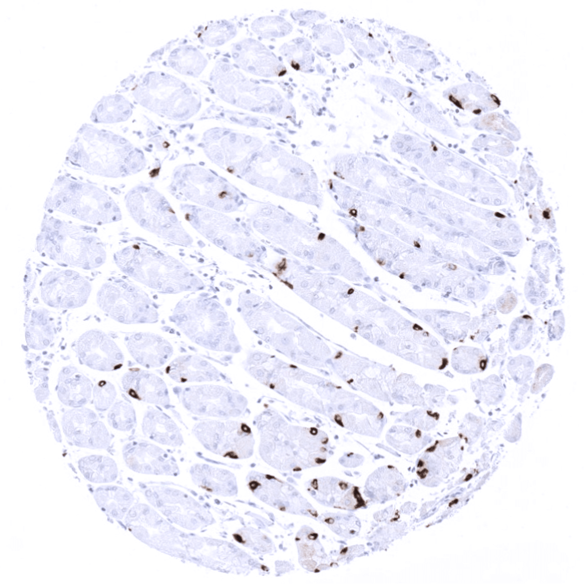 Chromogranin A Antibody (MSVA-380R)