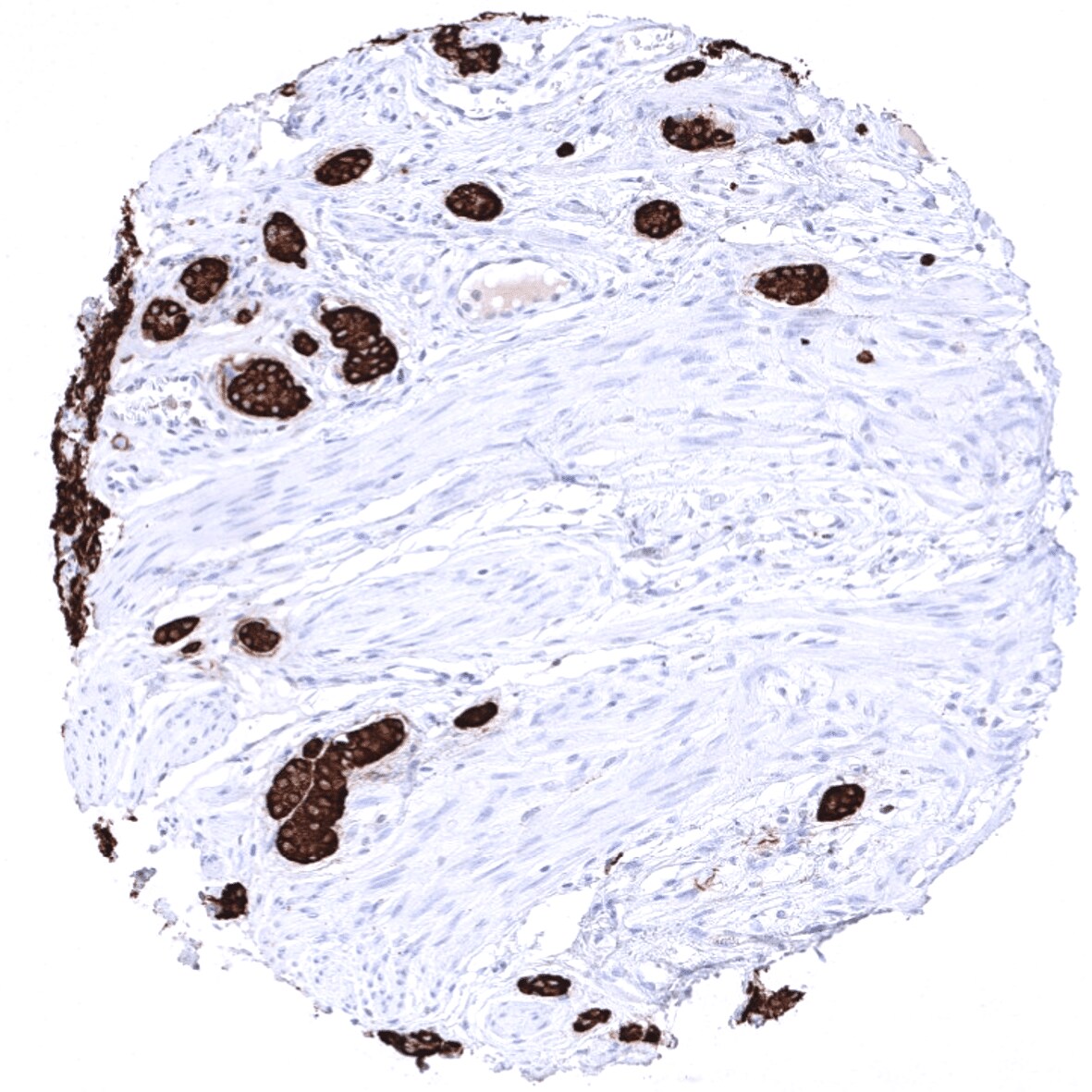Chromogranin A Antibody (MSVA-380R)