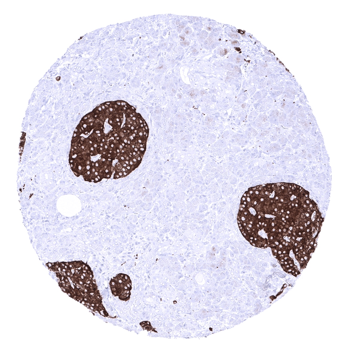 Synaptophysin Antibody (MSVA-462R)