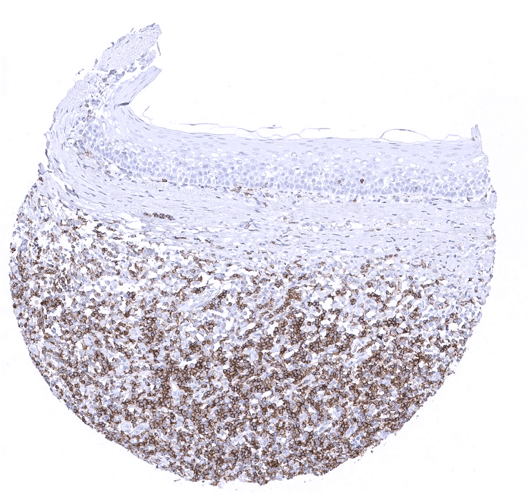 CD45RA Antibody (MSVA-472M)