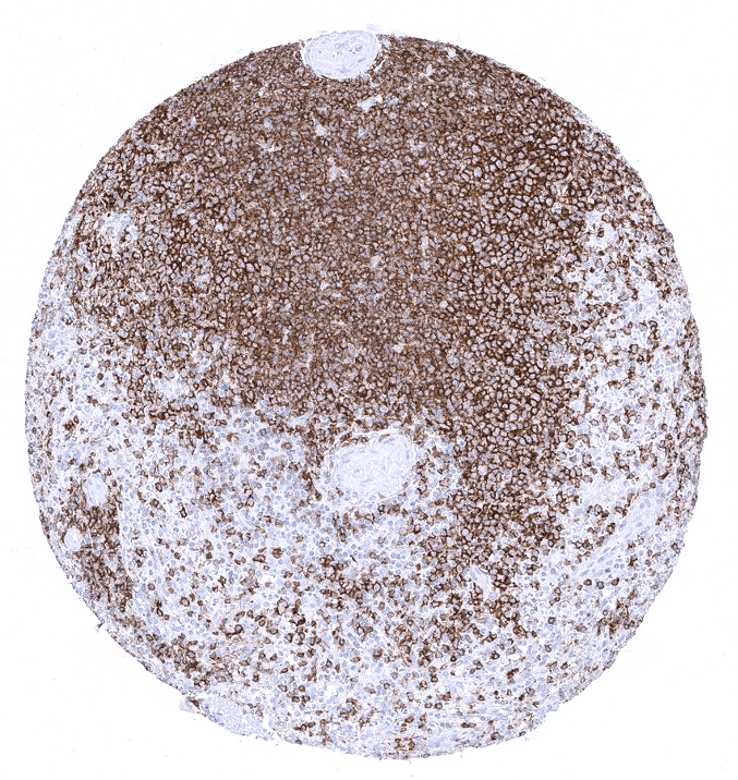 CD45RA Antibody (MSVA-472M)