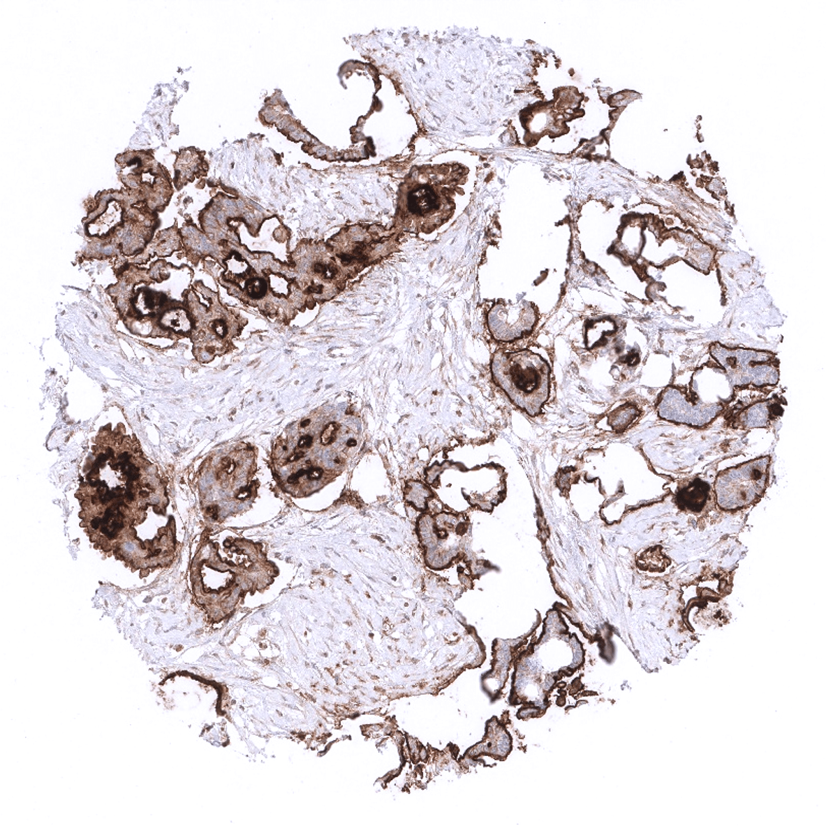 Mesothelin Antibody (MSVA-235M)