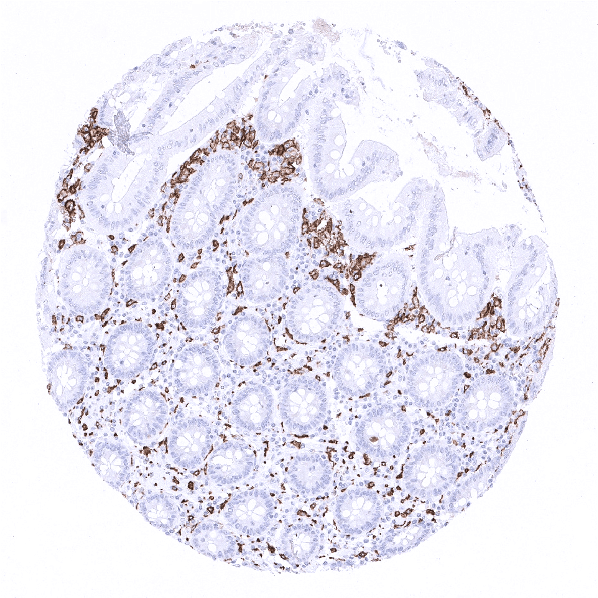 CD163 Antibody (MSVA-163M)