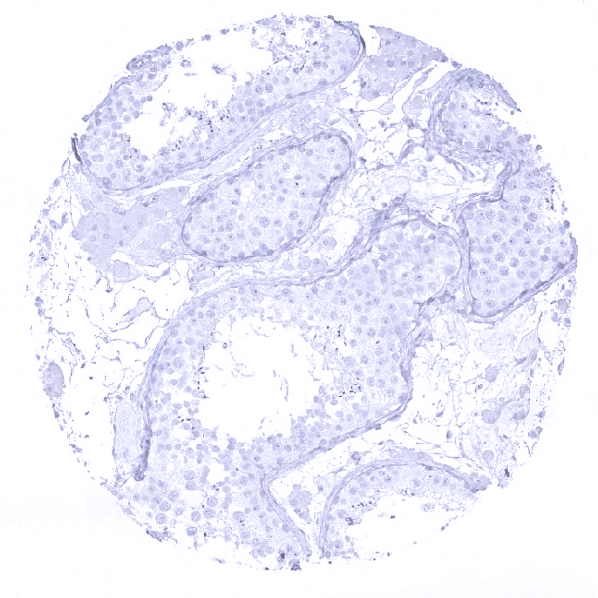 Cytokeratin 7 Antibody (MSVA-607R)