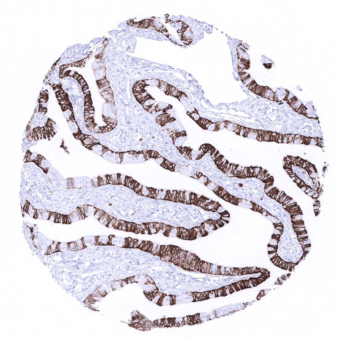 Cytokeratin 7 Antibody (MSVA-607R)