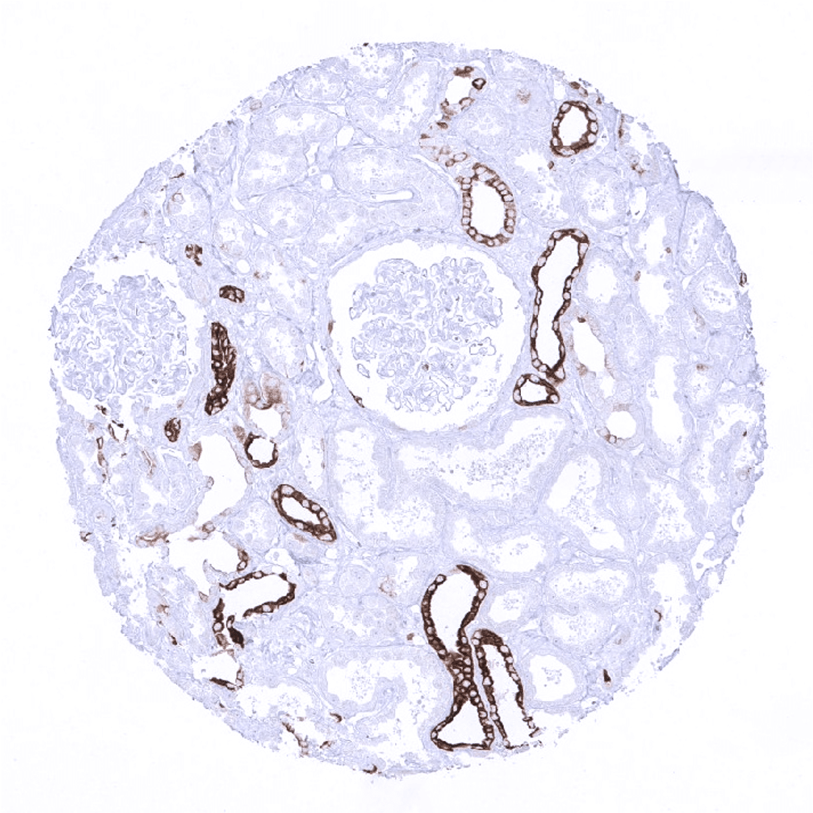 Cytokeratin 7 Antibody (MSVA-607R)