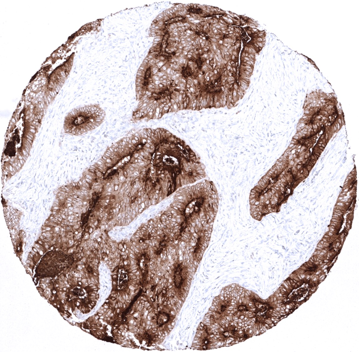 CEA Antibody (MSVA-465R)