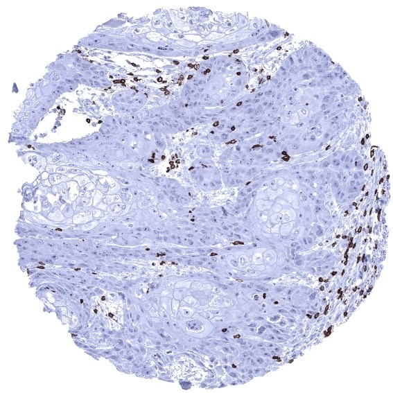 CD3 Antibody (MSVA-003R)