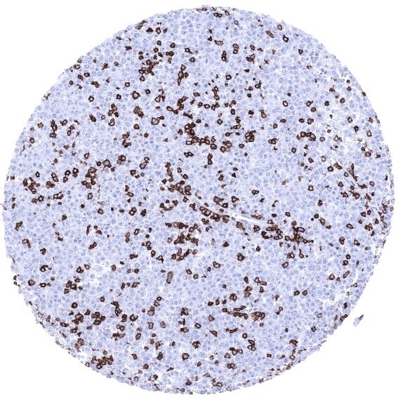 CD3 Antibody (MSVA-003R)