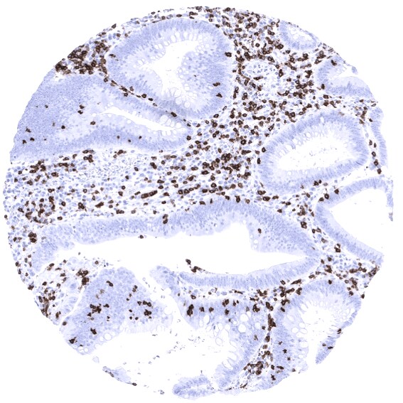CD7 Antibody (MSVA-007R)