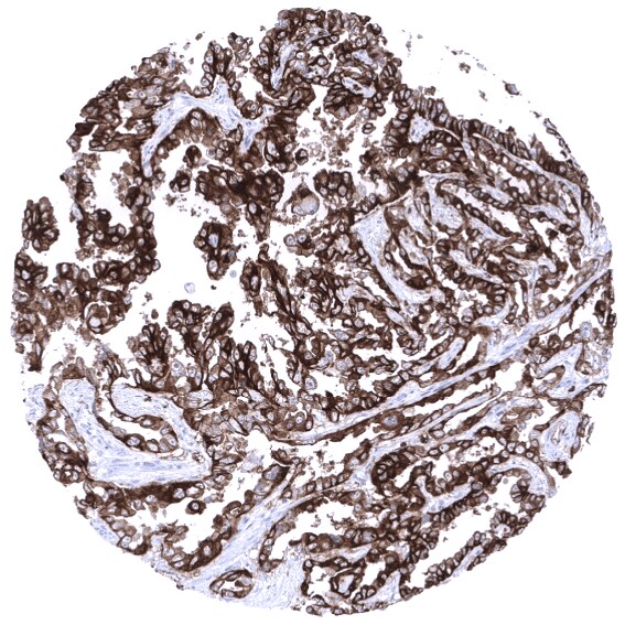 CD7 Antibody (MSVA-007R)