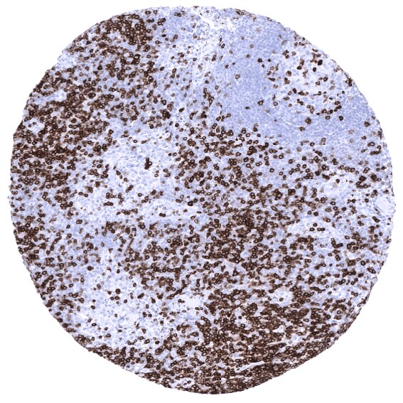 CD7 Antibody (MSVA-007R)