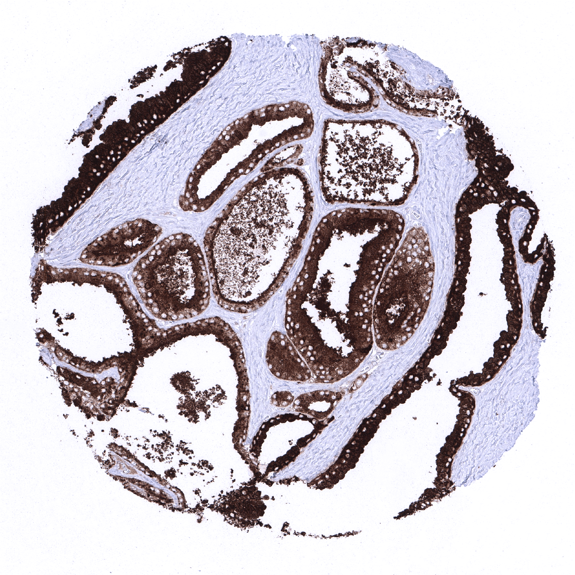 PSAP Antibody (MSVA-452M)