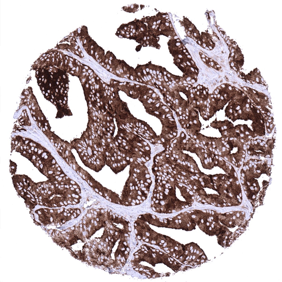 PSAP Antibody (MSVA-452M)