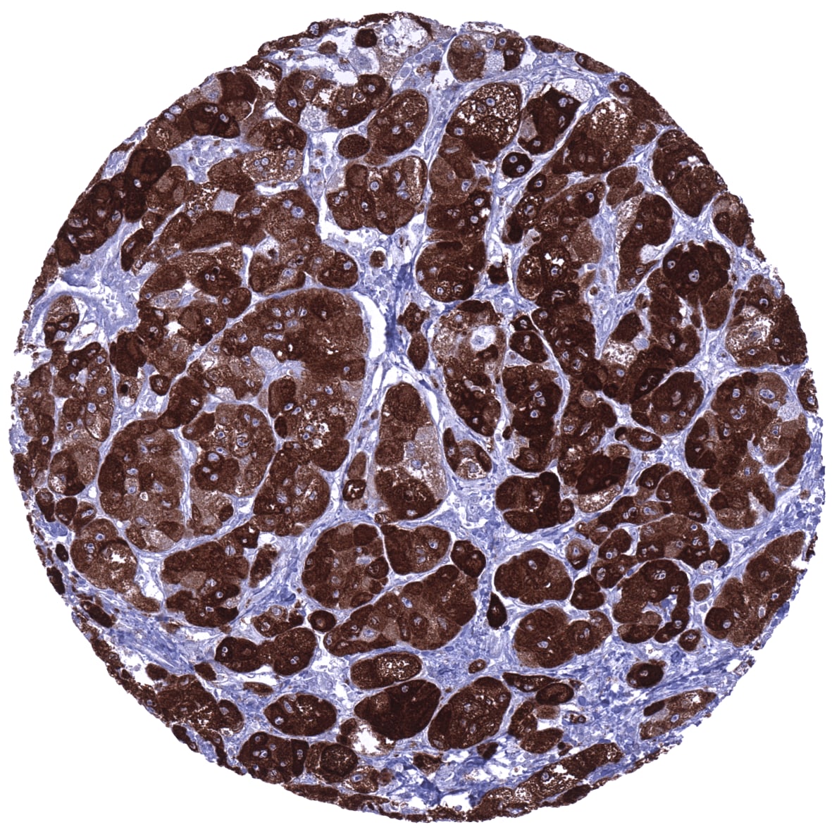 Inhibin alpha Antibody (MSVA-561R)