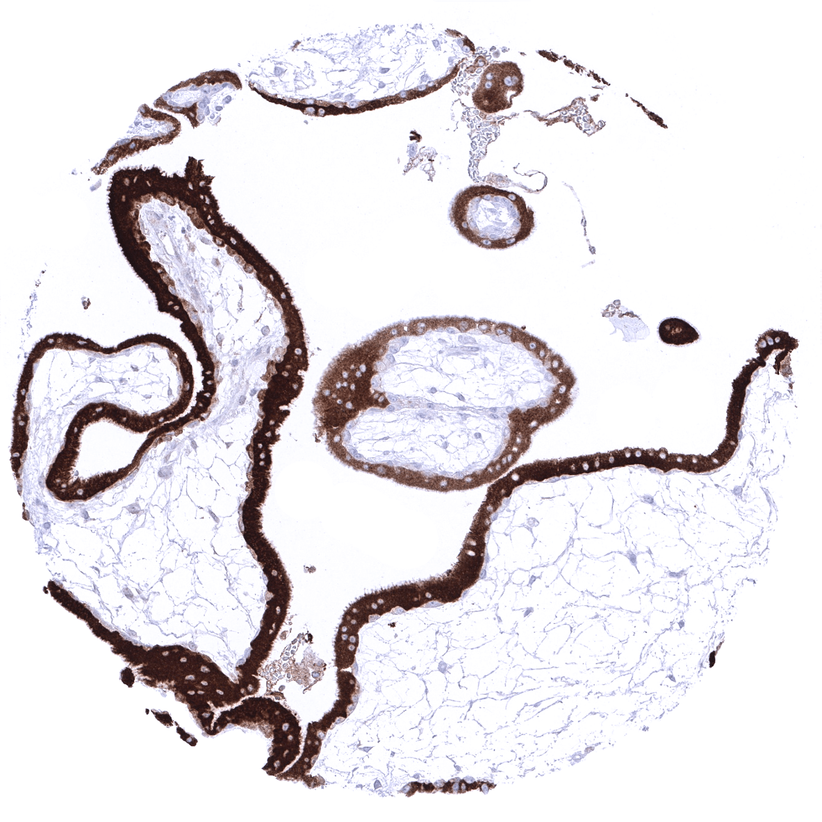 Inhibin alpha Antibody (MSVA-561R)