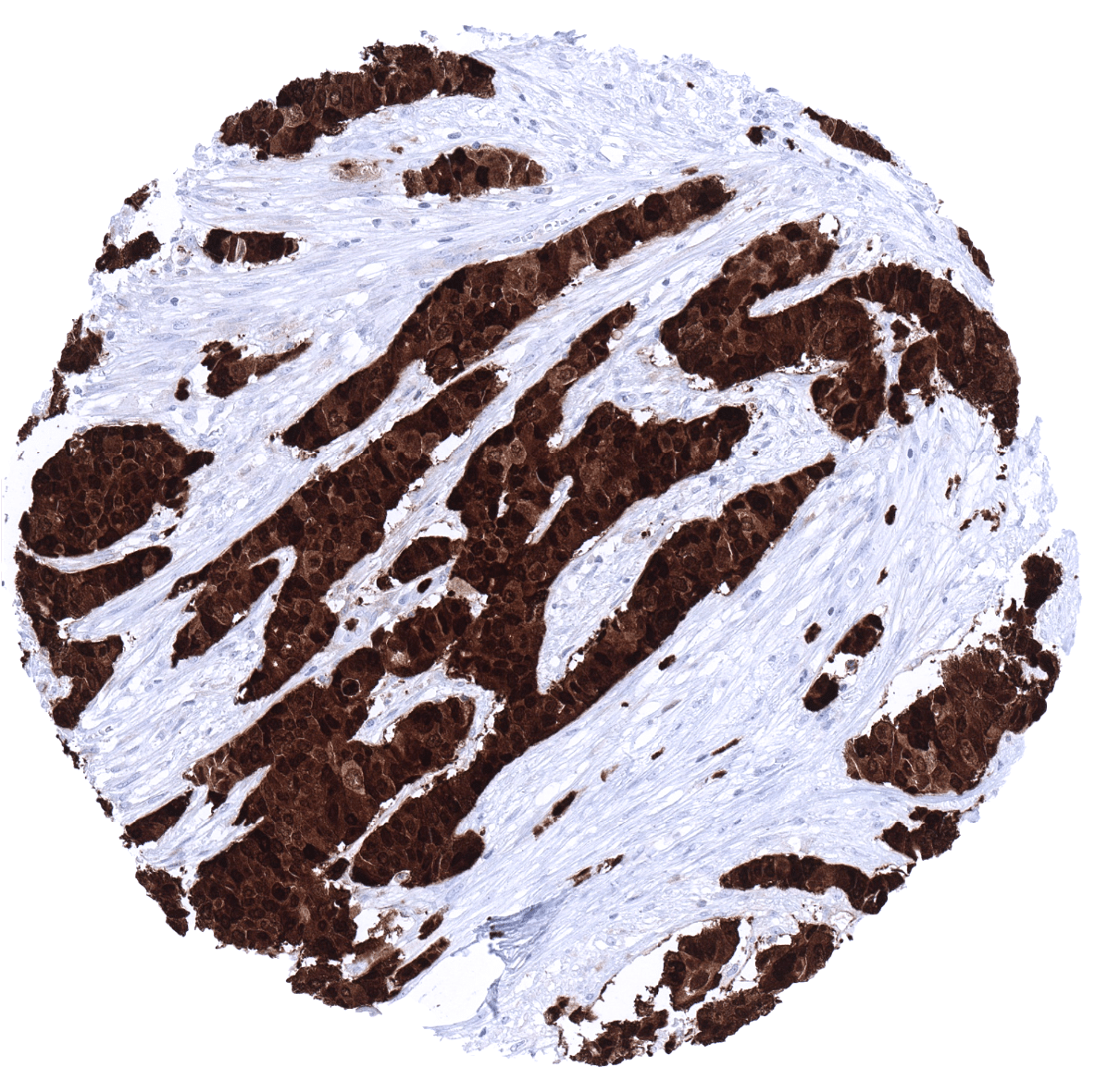 S100P Antibody (MSVA-480R)