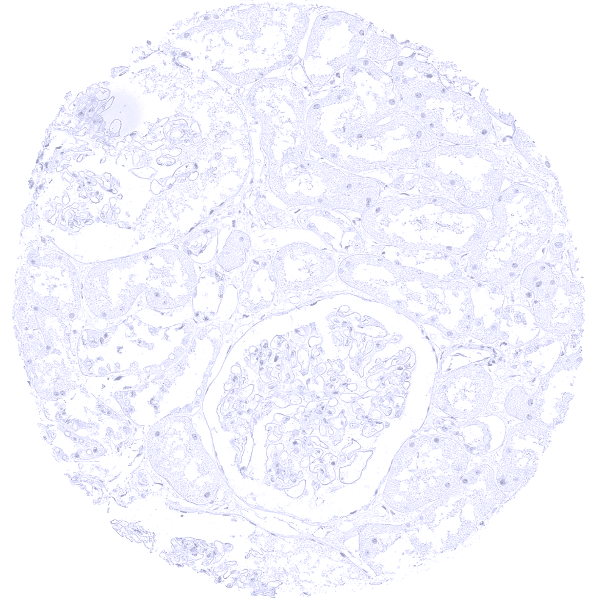 S100P Antibody (MSVA-480R)