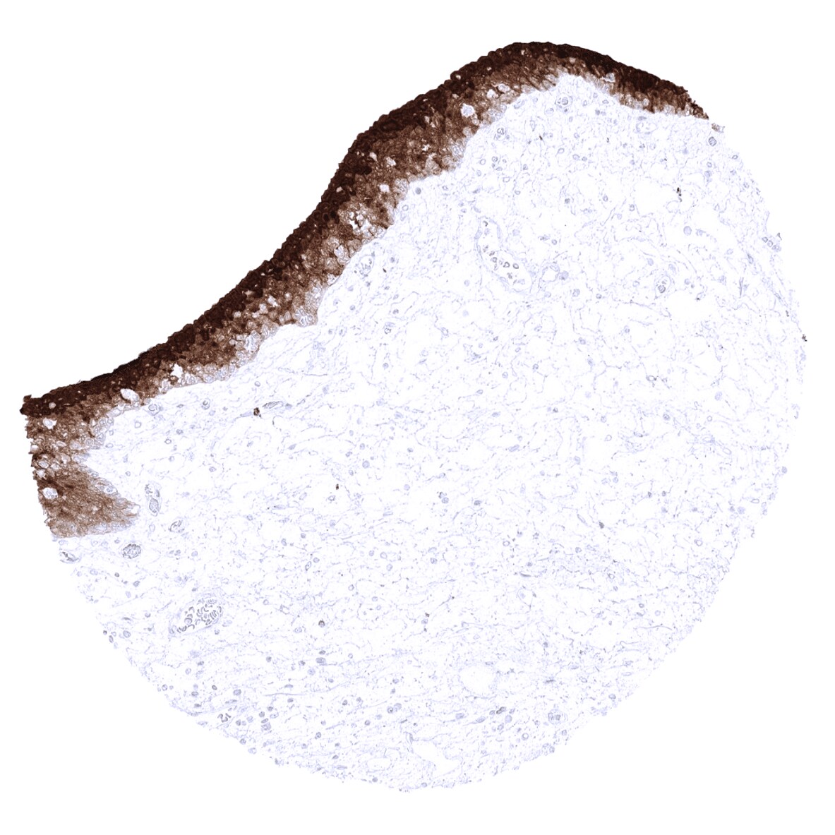 S100P Antibody (MSVA-480R)