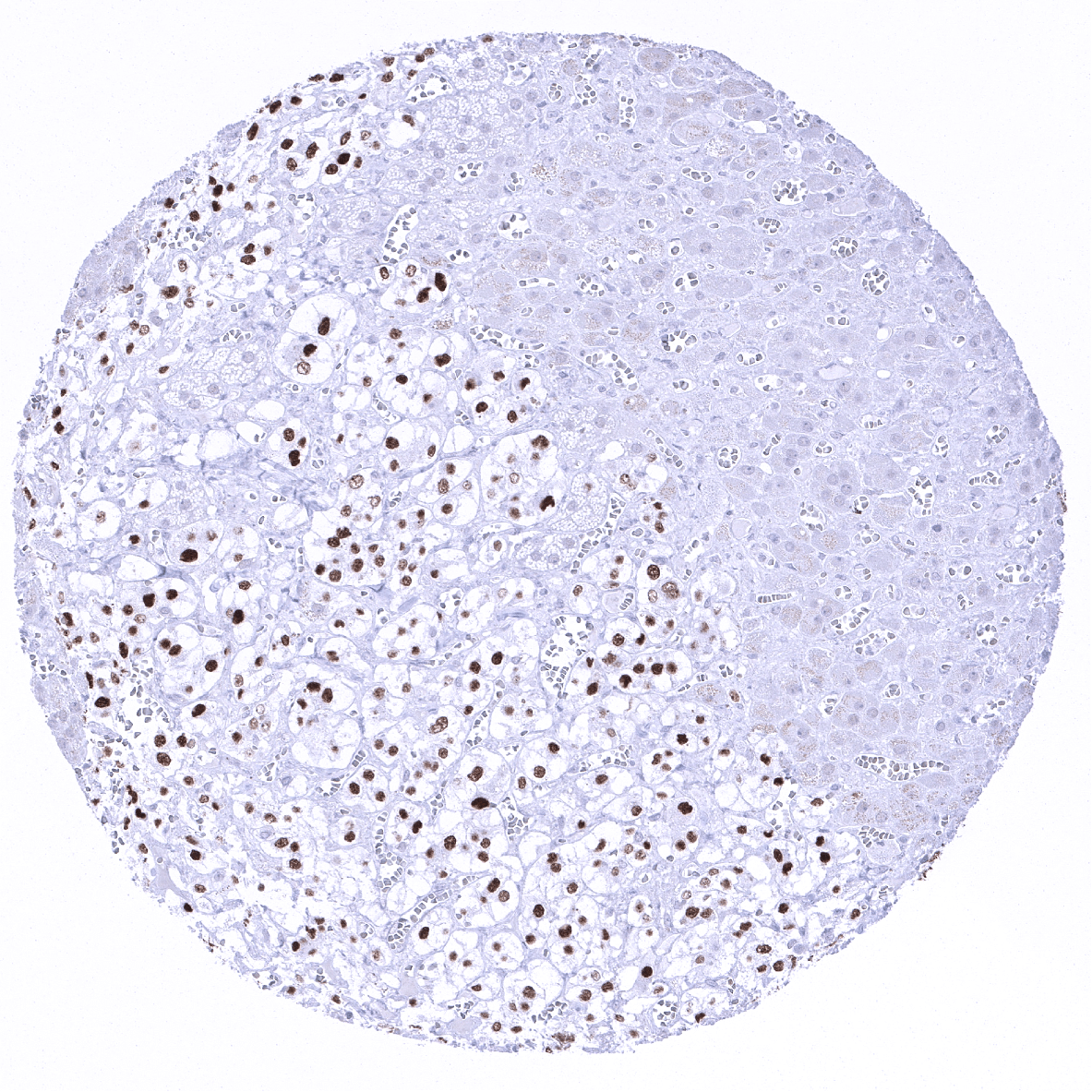 INSM1 Antibody (MSVA-456R)