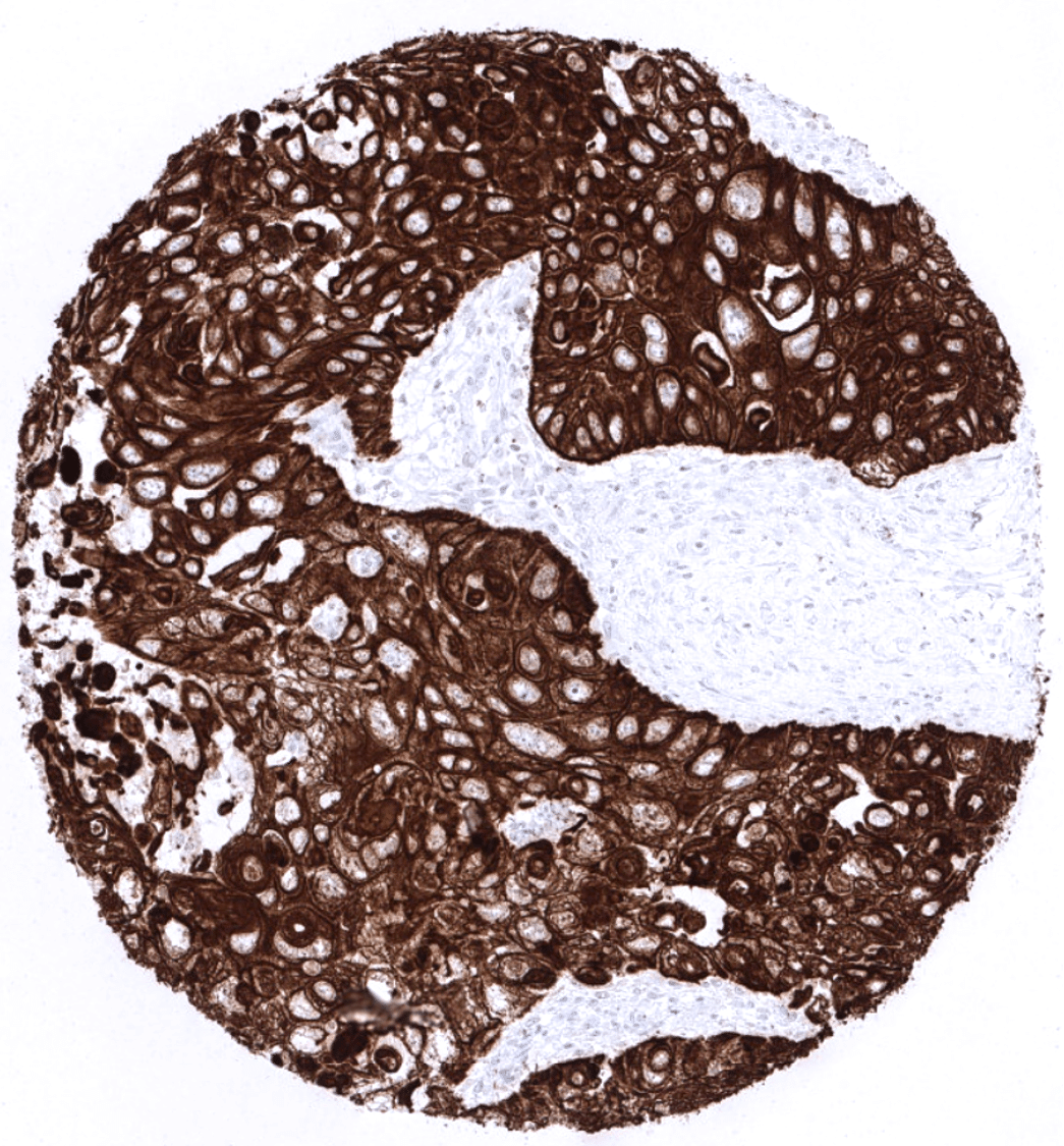Cytokeratin 5 Antibody (MSVA-605M)