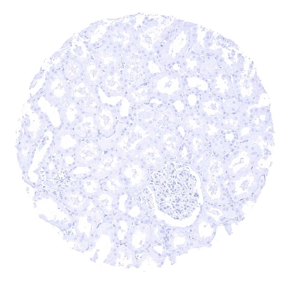 PTH Antibody (MSVA-525R)