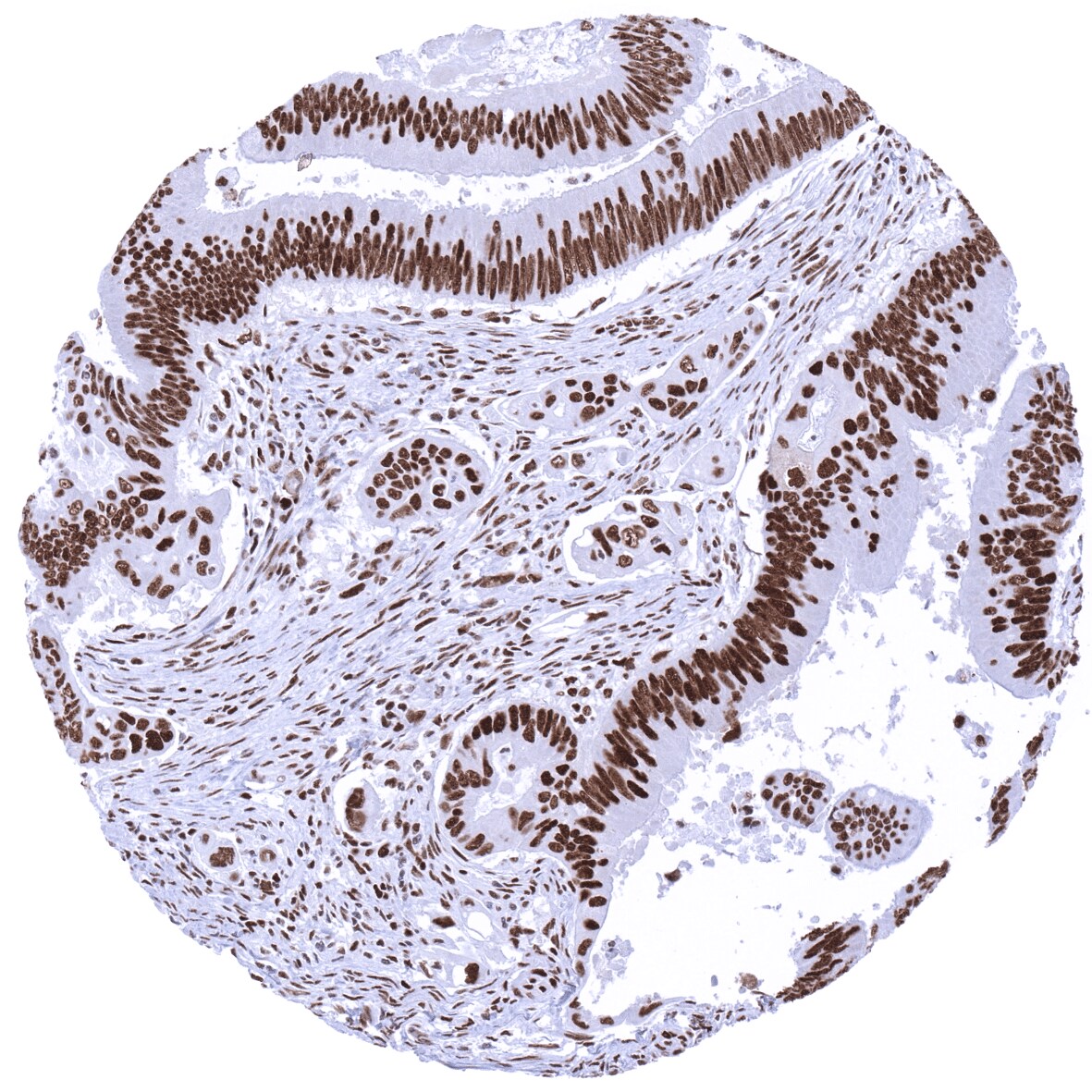 MSH2 Antibody (MSVA-902M)