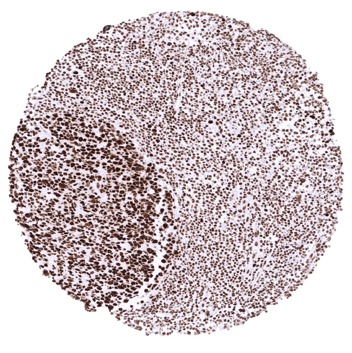 MSH2 Antibody (MSVA-902M)