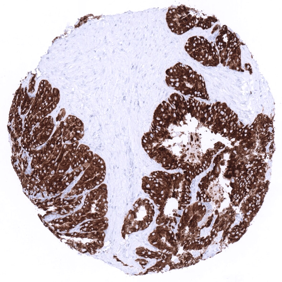 MUC6 Antibody (MSVA-806R)