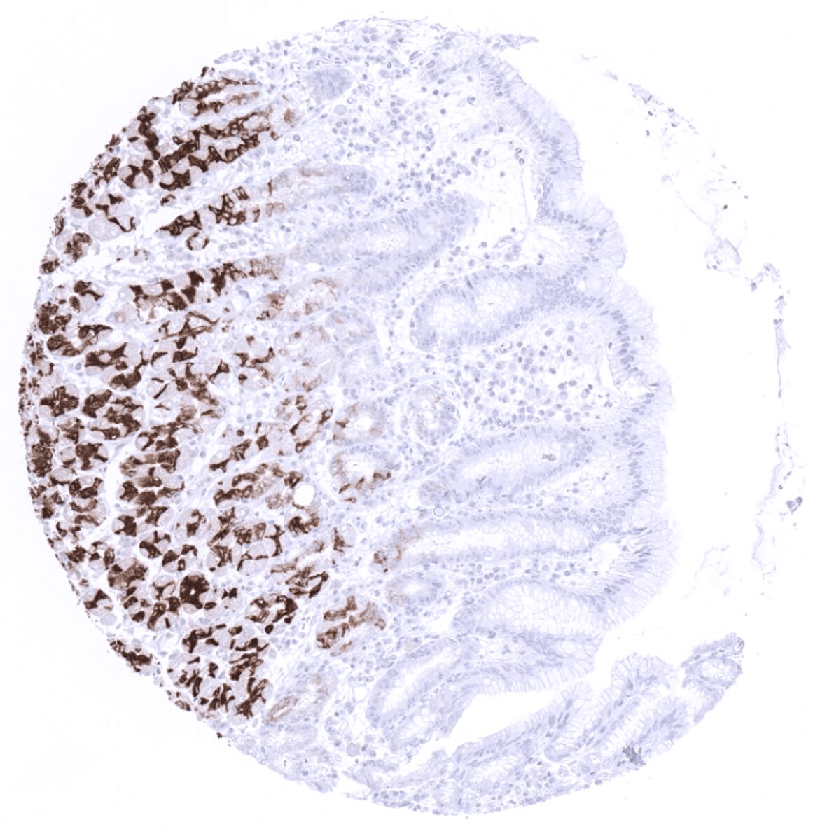 MUC6 Antibody (MSVA-806R)